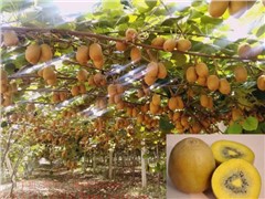 5.黃肉獼猴桃新品種“金什2號”